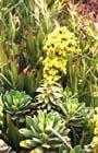 Euphorbia characias